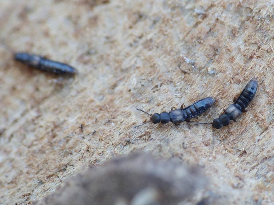 Staphylinidae minuscoli e 